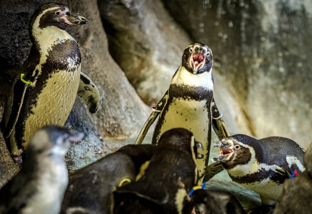 ペンギンの口内